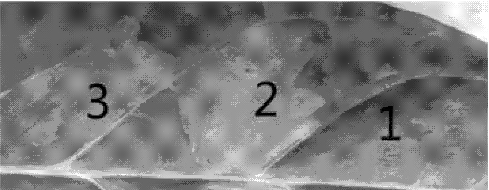 Erwinia carotovora pv. Carotovora strain Ecc 36, plant immune activator protein secreted by same and application of plant immune activator protein