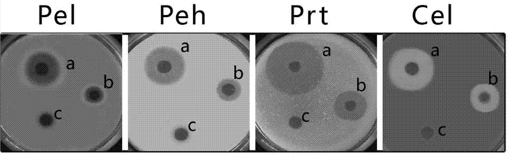 Erwinia carotovora pv. Carotovora strain Ecc 36, plant immune activator protein secreted by same and application of plant immune activator protein