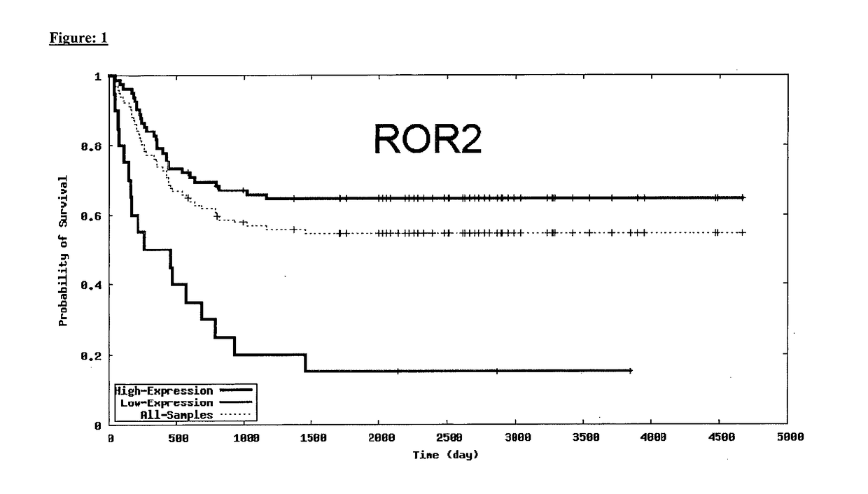 Anti-ROR2 Antibodies