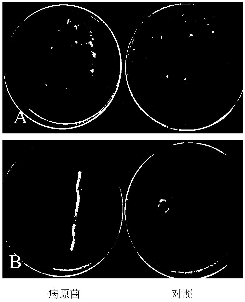 Bacillus siamensis strain for preventing and treating pear ring rot and soft rot and application thereof