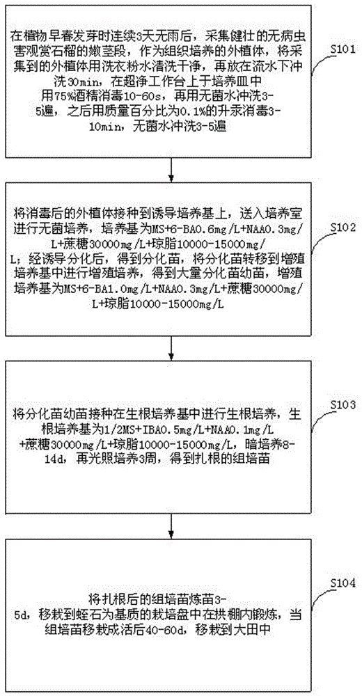 Tissue culture method for Punica granatum and culture medium