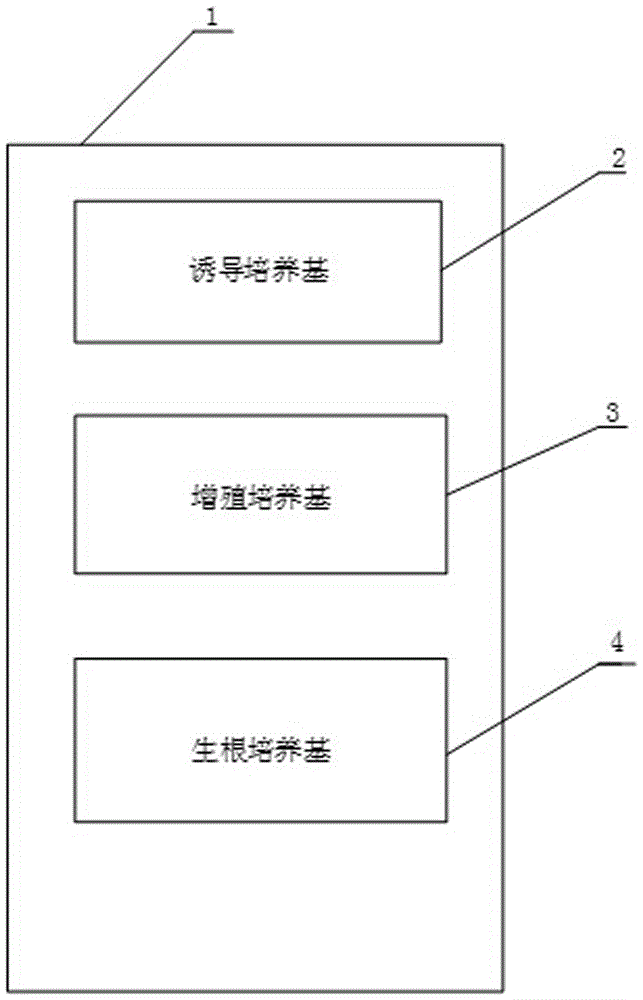 Tissue culture method for Punica granatum and culture medium