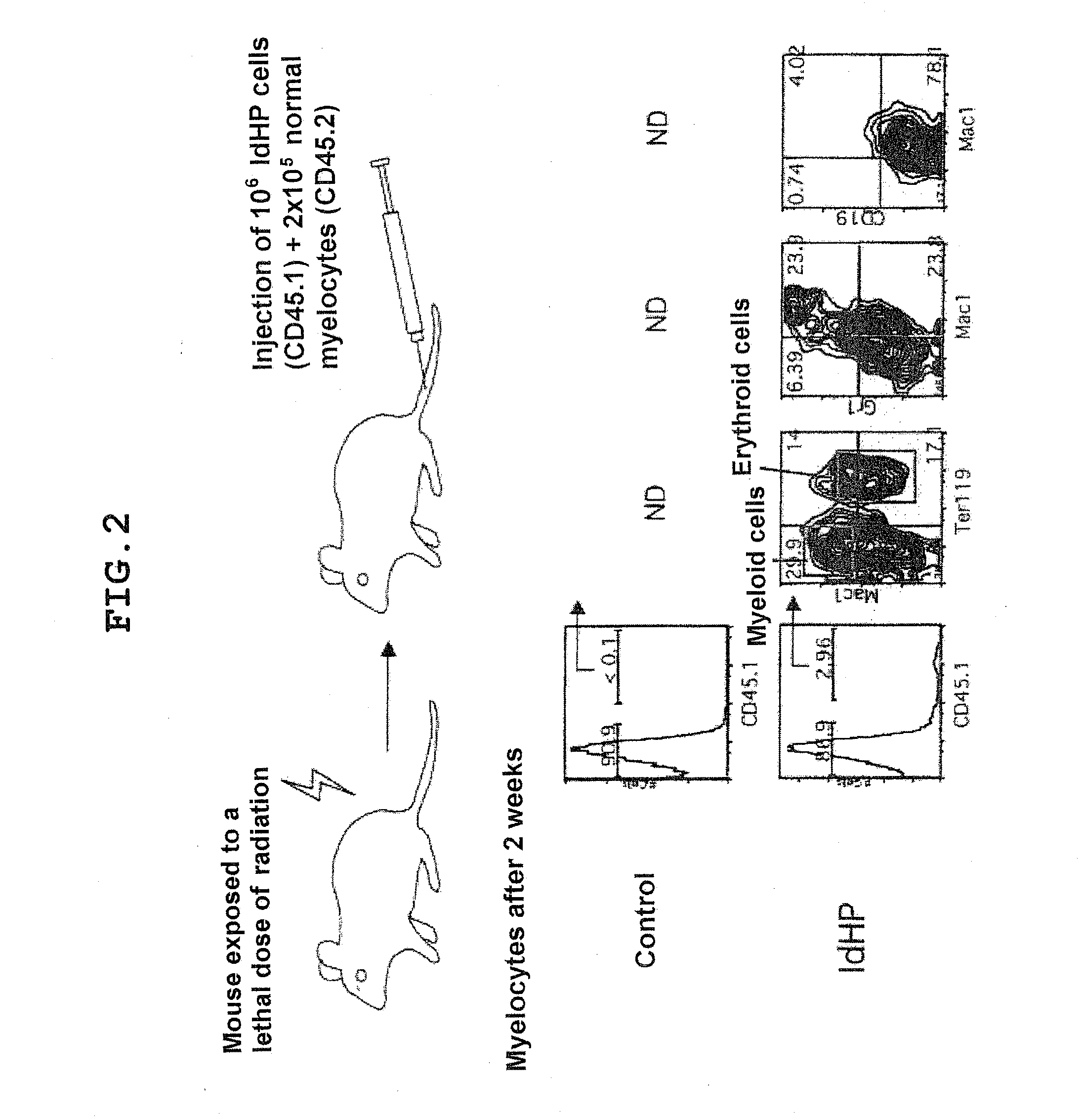 Method for producing cells having characteristic of hematopoietic stem cells/progenitor cells