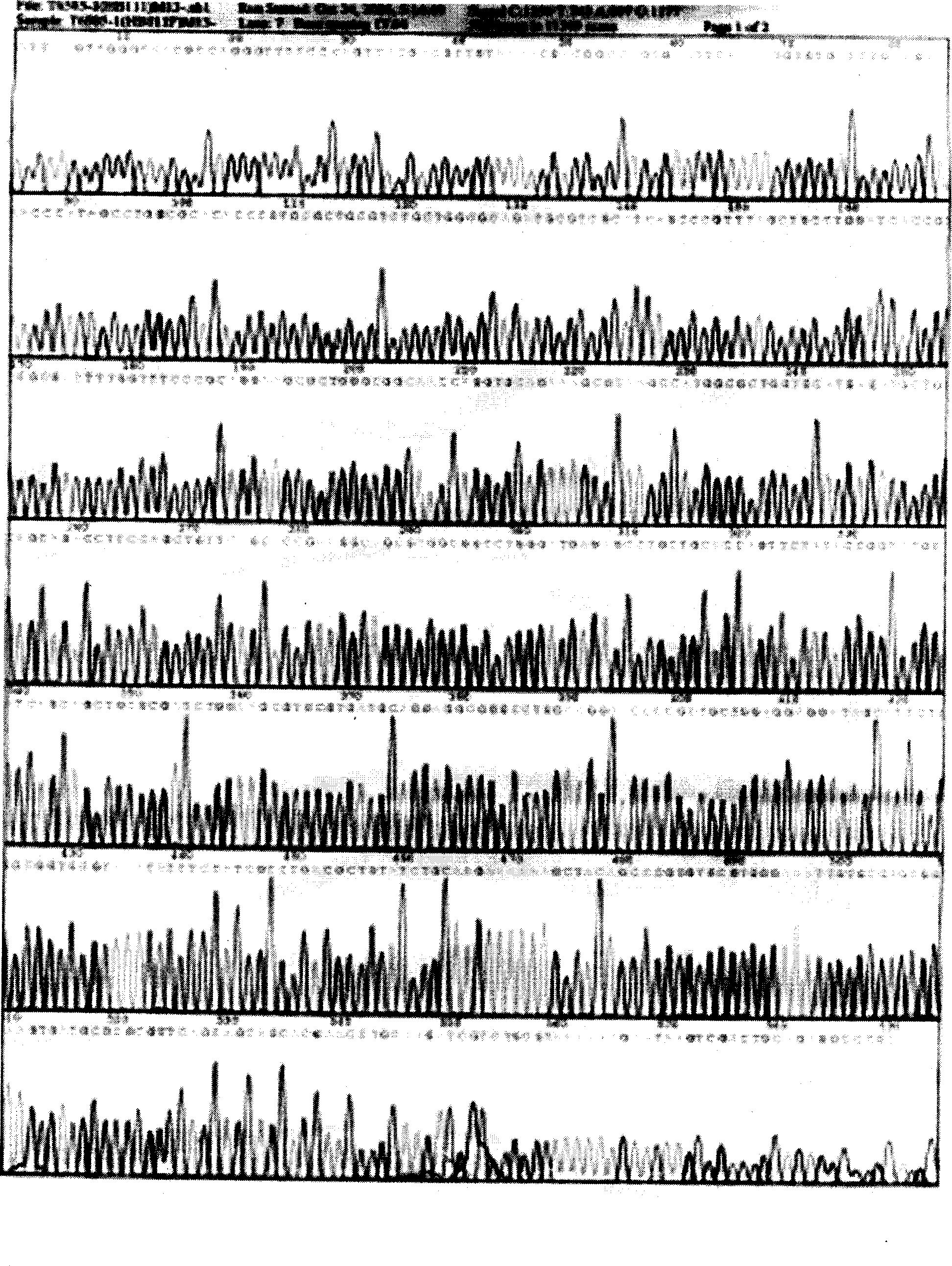 Gene synthesis of wild boar alpha-interferon, vector construction and method for producing outcome