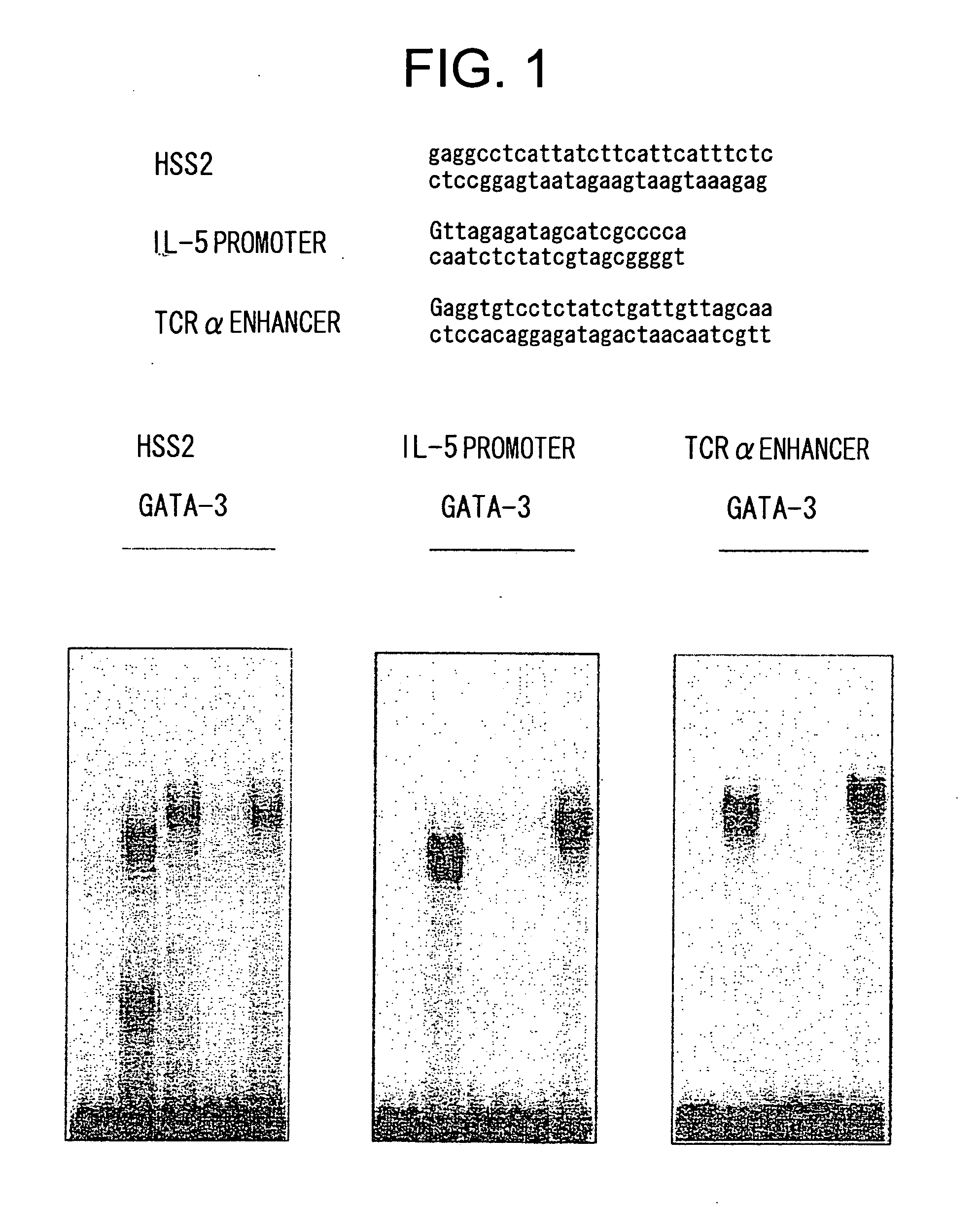 Decoy for treating and/or preventing th2 cytokine-associated allergic disease, gata3 mutant protein and medicinal compositions containing the same