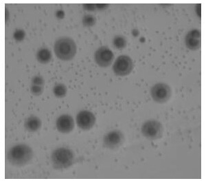 Virulent Strain of Mycoplasma Hyorhina and Its Application