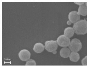 Virulent Strain of Mycoplasma Hyorhina and Its Application