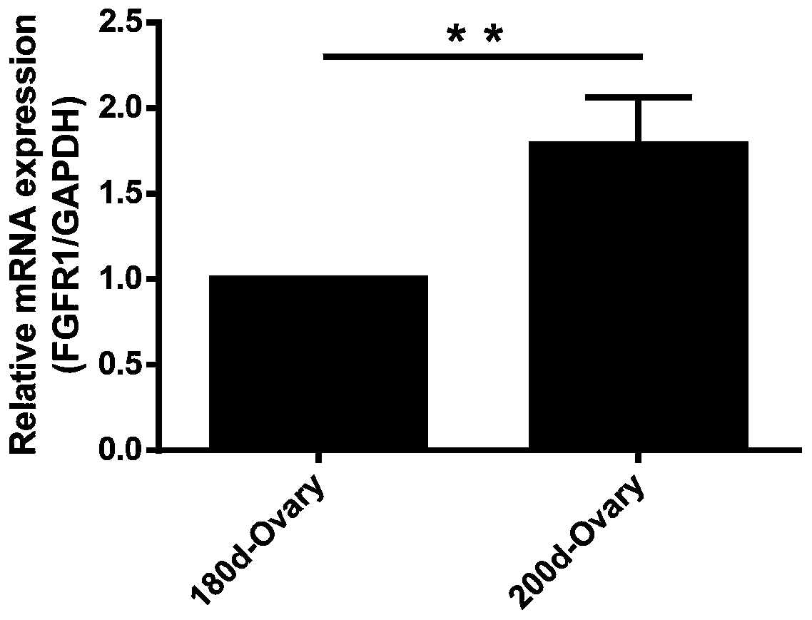 Application of FGFR1 genes to granulosa cells of sows