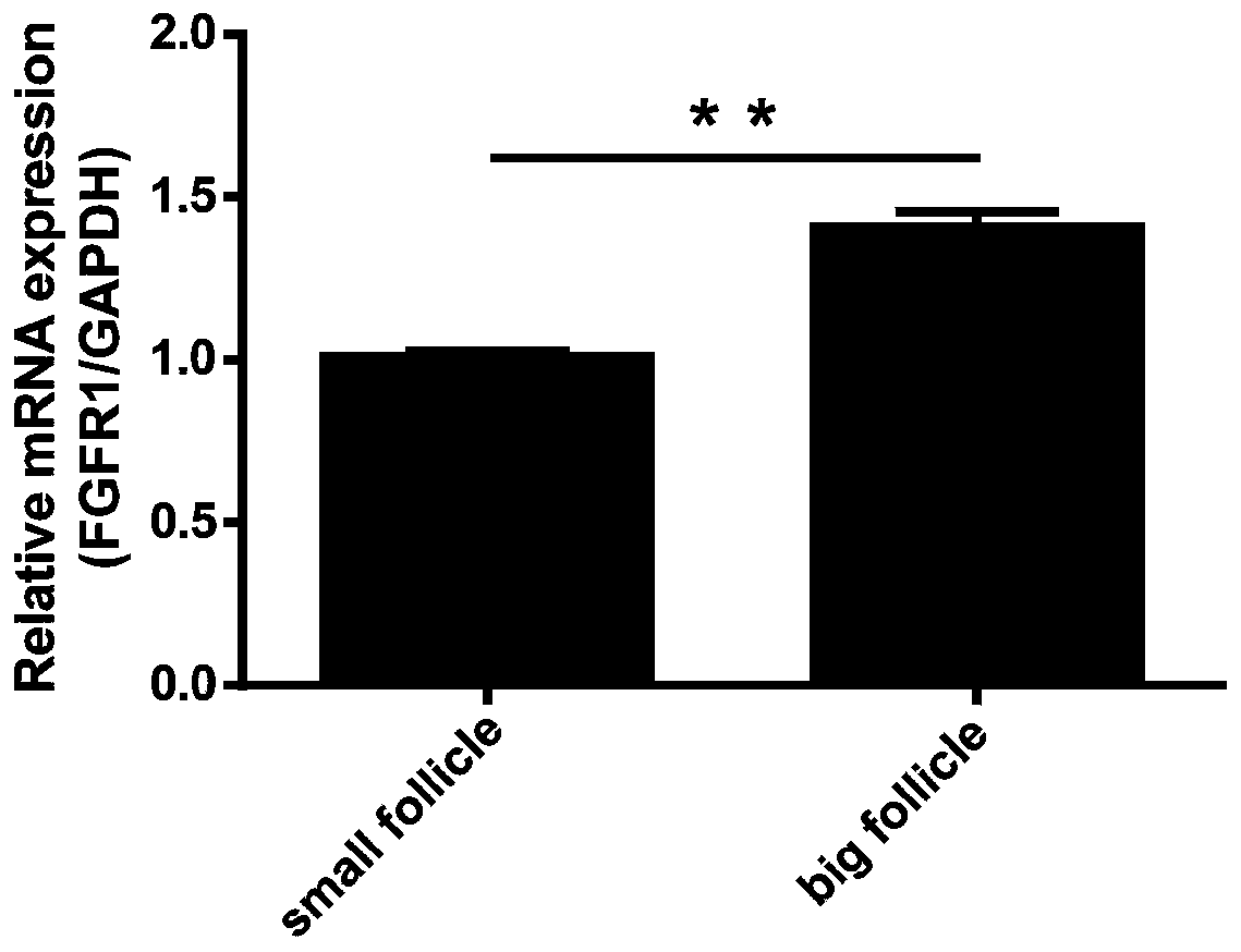 Application of FGFR1 genes to granulosa cells of sows