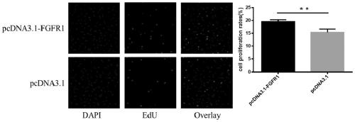 Application of FGFR1 genes to granulosa cells of sows