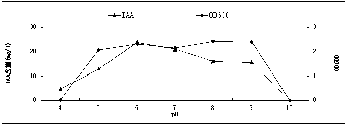 A kind of peanut rhizosphere growth-promoting bacteria hs3 and its application