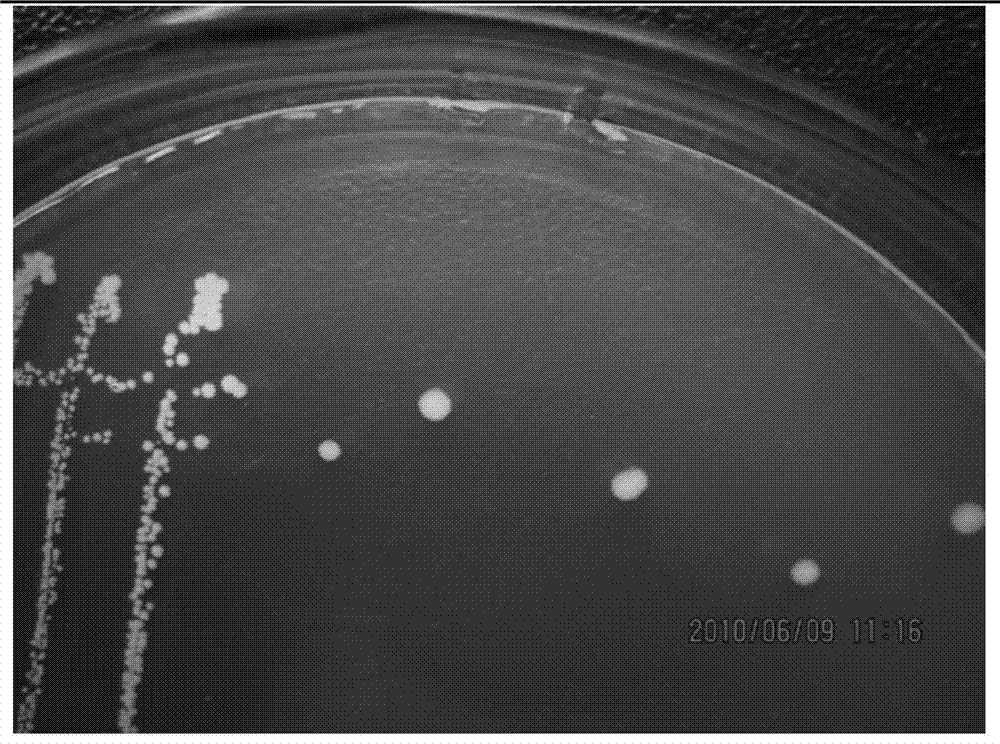 Bacillus aryabhattai and application thereof in preventing and treating tobacco black shank