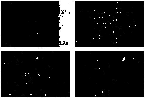 Dual-network hydrogel composition, dual-network hydrogel biological scaffold, preparation method of scaffold, and application of composition