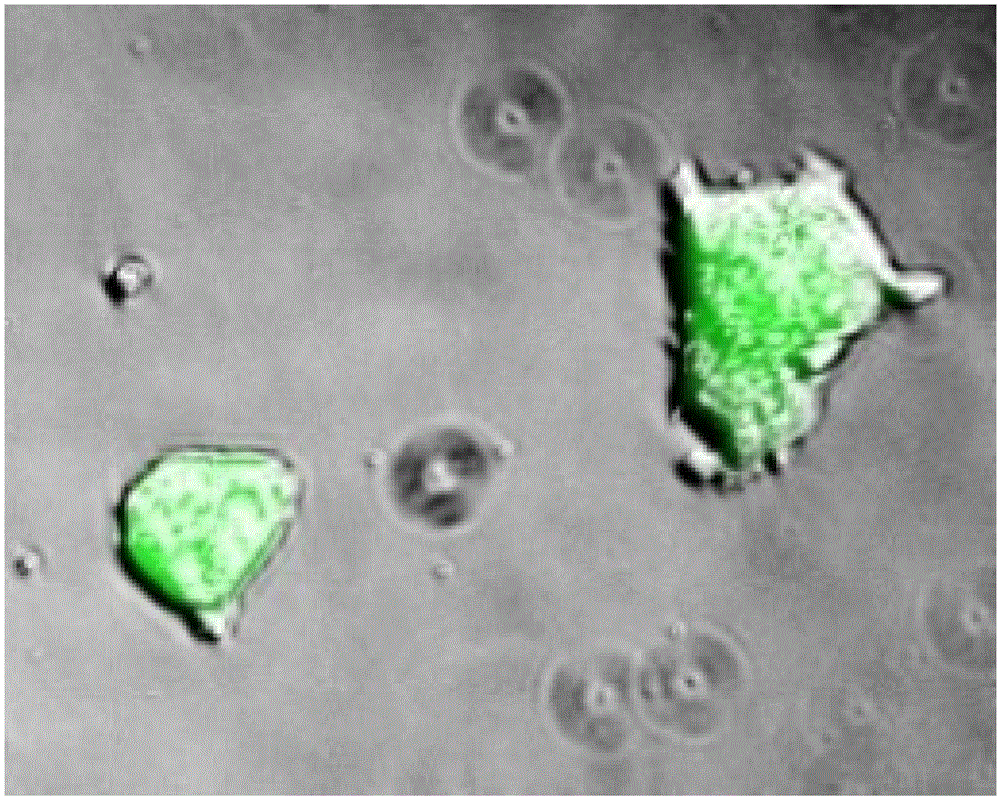 Compositions and methods for re-programming cells without genetic modification for treatment of cardiovascular diseases