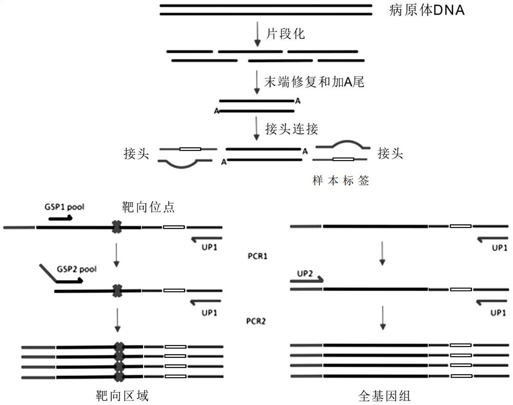 Whole genome combined targeted amplification library building method, reagent and pathogen detection method