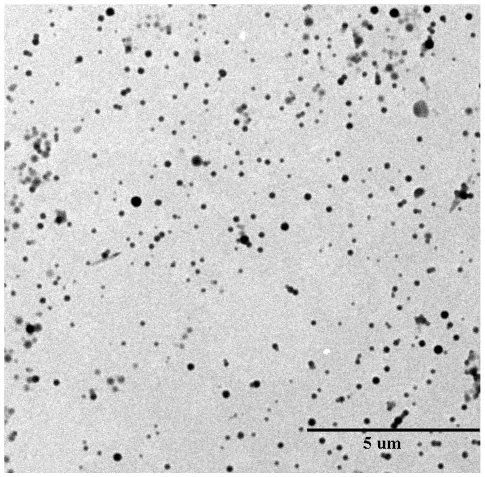 Bacillus calmette-guerin vaccine complex adsorbing nano-drug carrier by utilizing positive and negative charge characteristics and preparation method of bacillus calmette-guerin complex