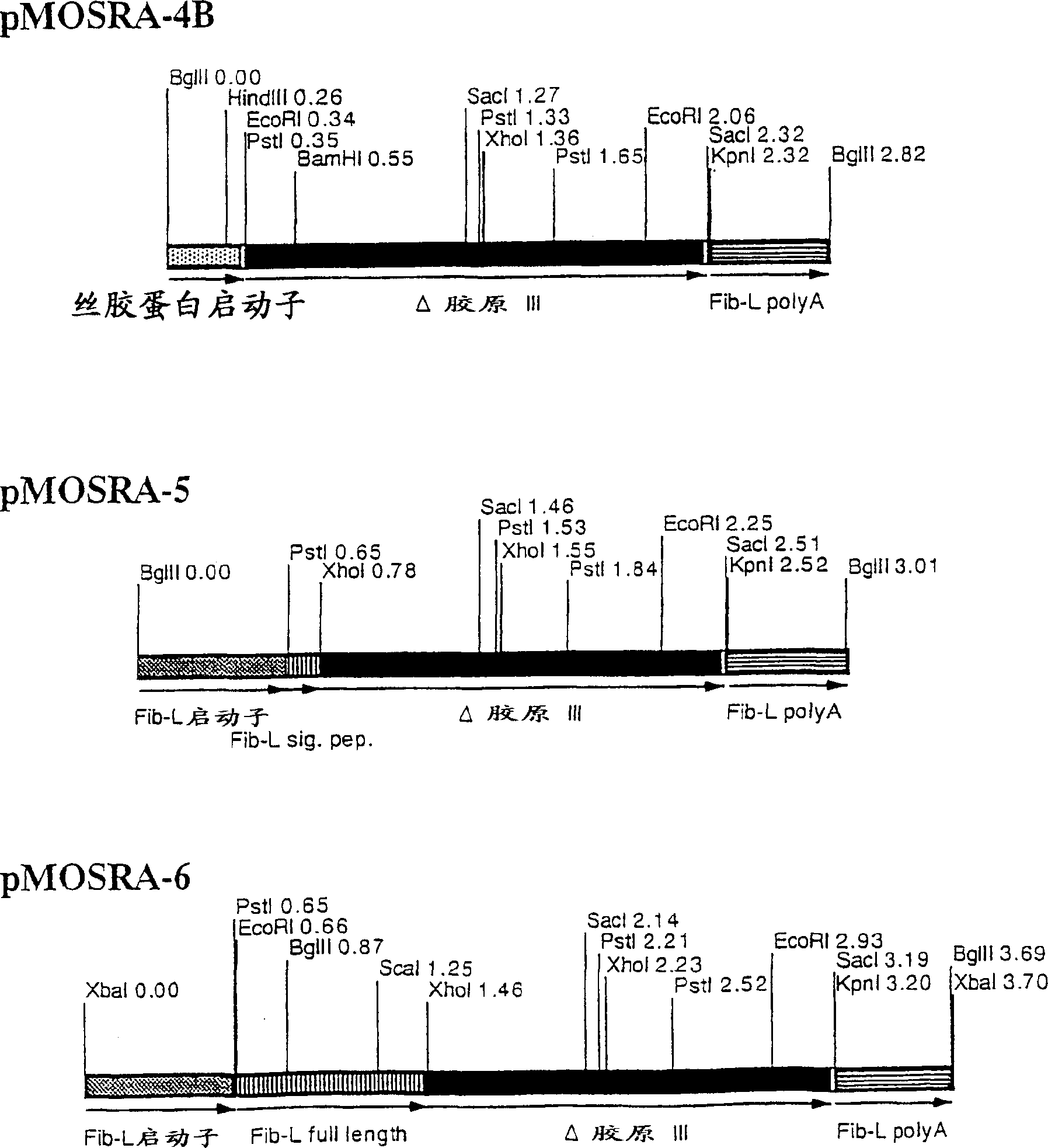 Transformed silkworm producing human collagen