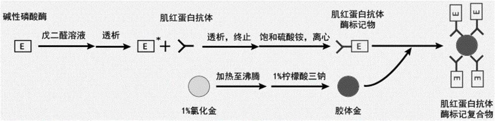 Myoglobin monoclonal abzyme marking compound and preparation method thereof and detection test kit