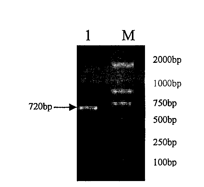 Recombinant adenovirus expressing mycoplasma hyopneumoniae P102 protein and applications thereof