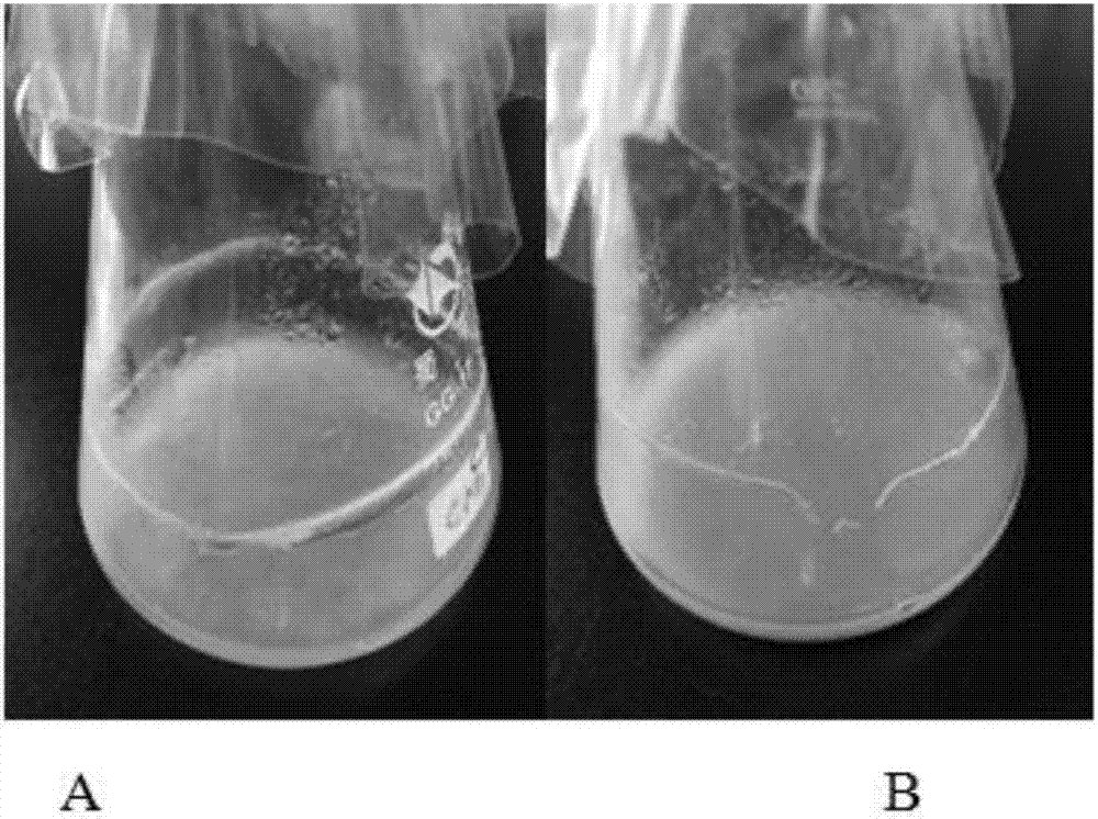 Method for controlling mycelial morphology of Neurospora crassa and increasing output of cellulase