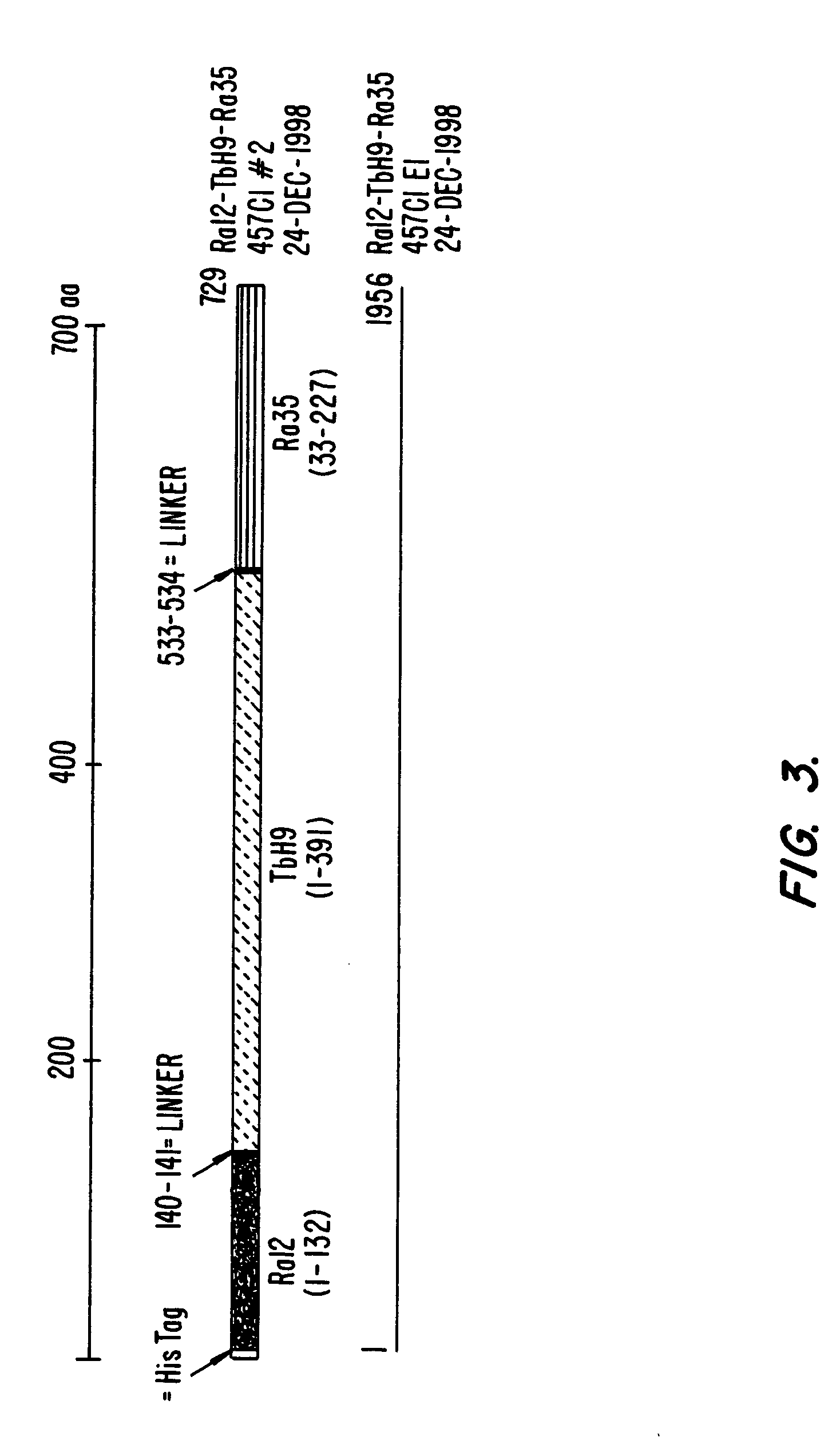 Fusion proteins of Mycobacterium tuberculosis