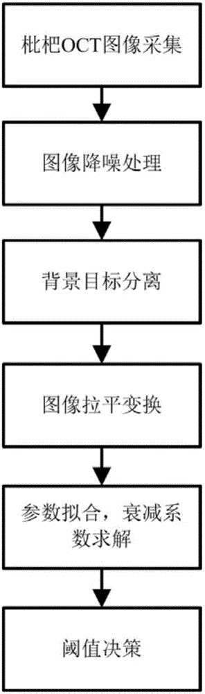 Method for identifying early-phase bruise of loquat through SD-OCT image