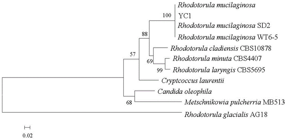 Tibet rhodotorula mucilaginosa and application of Tibet rhodotorula mucilaginosa to low-temperature storage of crystal pears