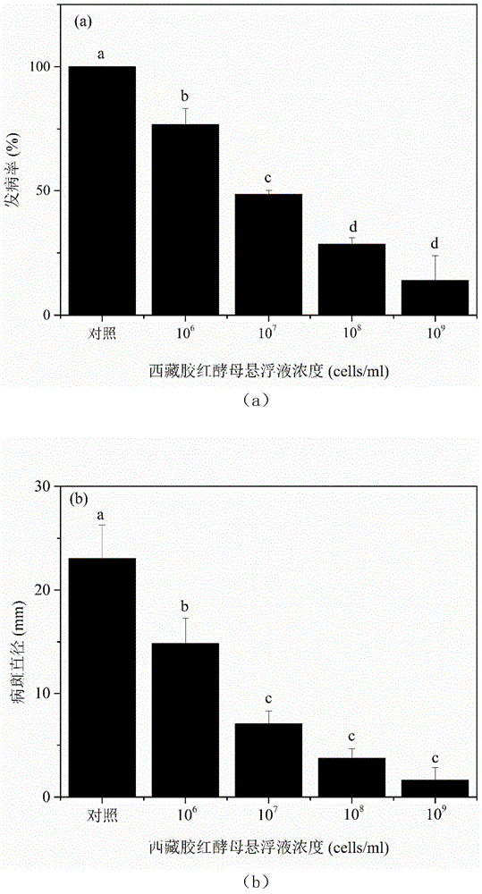 Tibet rhodotorula mucilaginosa and application of Tibet rhodotorula mucilaginosa to low-temperature storage of crystal pears