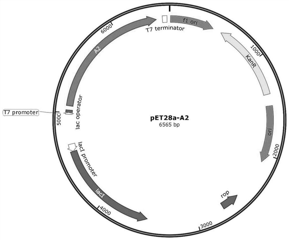 Escherichia coli expression system and application method of recombinant protein containing manganese ions