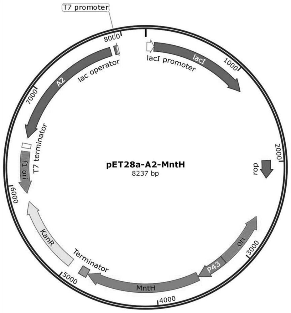 Escherichia coli expression system and application method of recombinant protein containing manganese ions