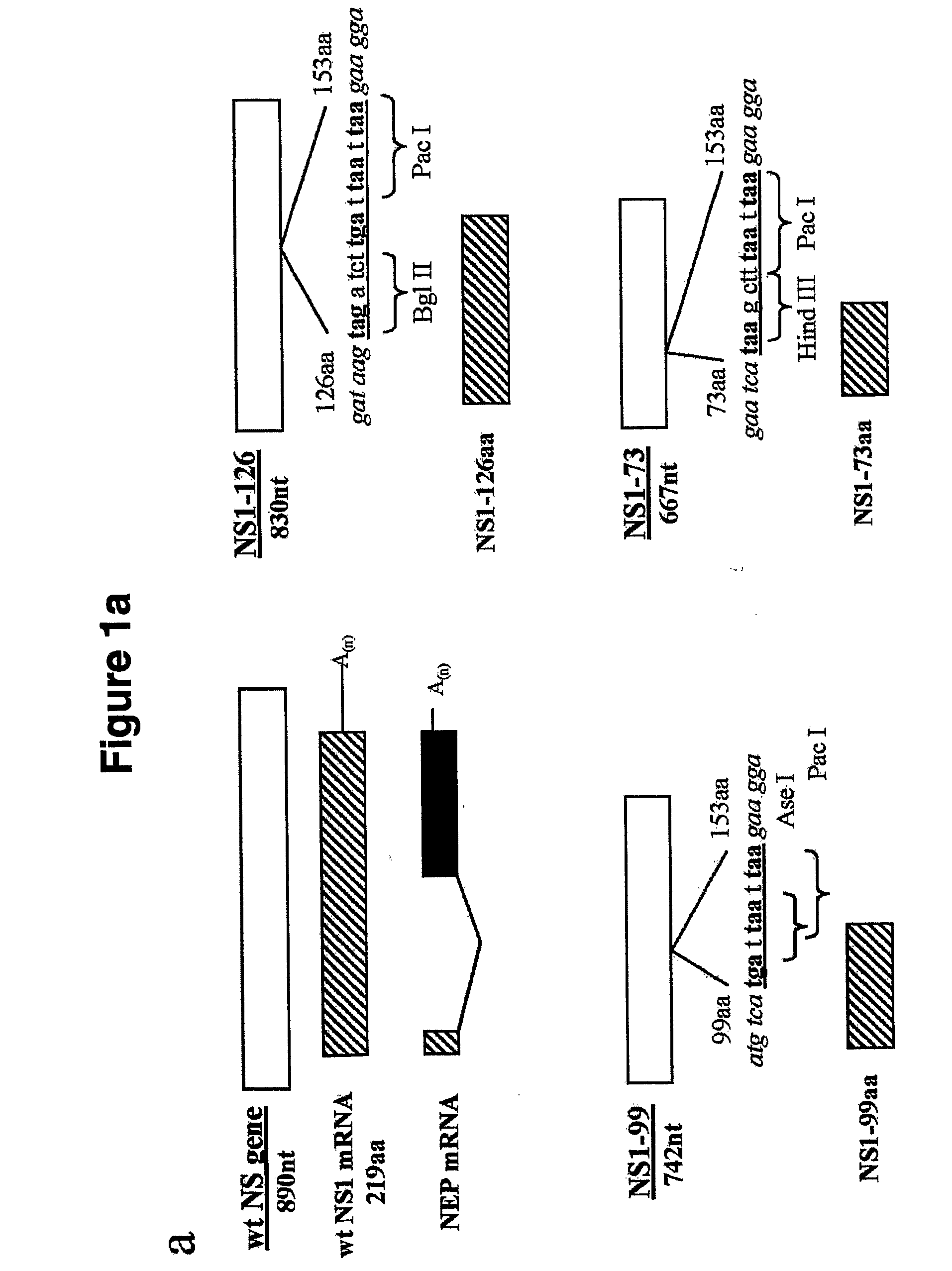 Genetically Engineered Equine Influenza Virus and Uses Thereof