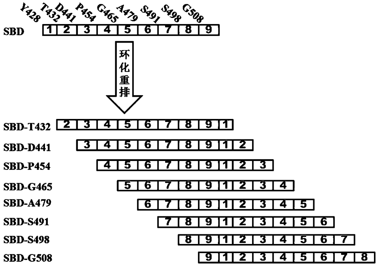 Thermophilic acidic raw starch alpha-amylase mutant capable of improving cornstarch degradation capability as well as preparation method and application thereof