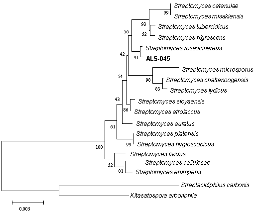 Preparation and application of a bacterial strain resistant to botrytis cinerea and antagonist