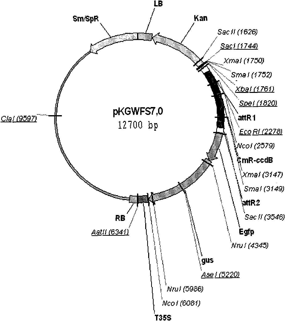 Adventitious bud transformation method for sweet potatoes mediated by agrobacterium