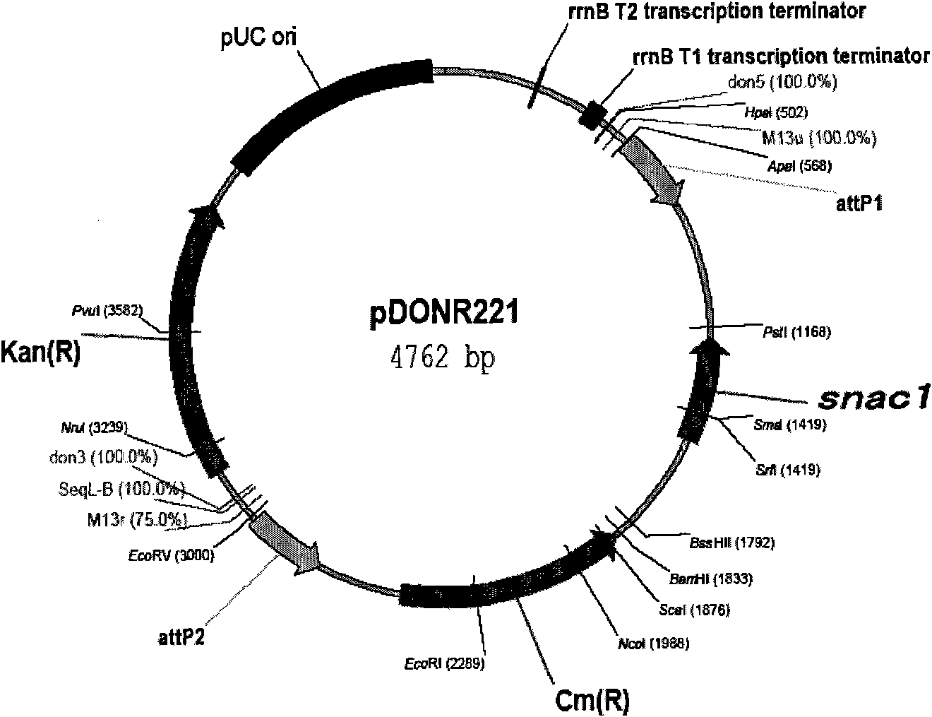 Adventitious bud transformation method for sweet potatoes mediated by agrobacterium