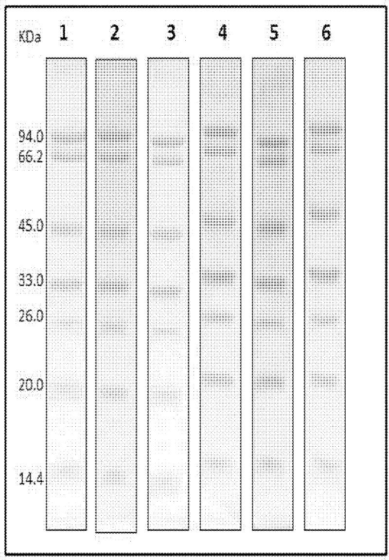 Ionic liquid- polyacrylamide gel, preparation method and purpose thereof