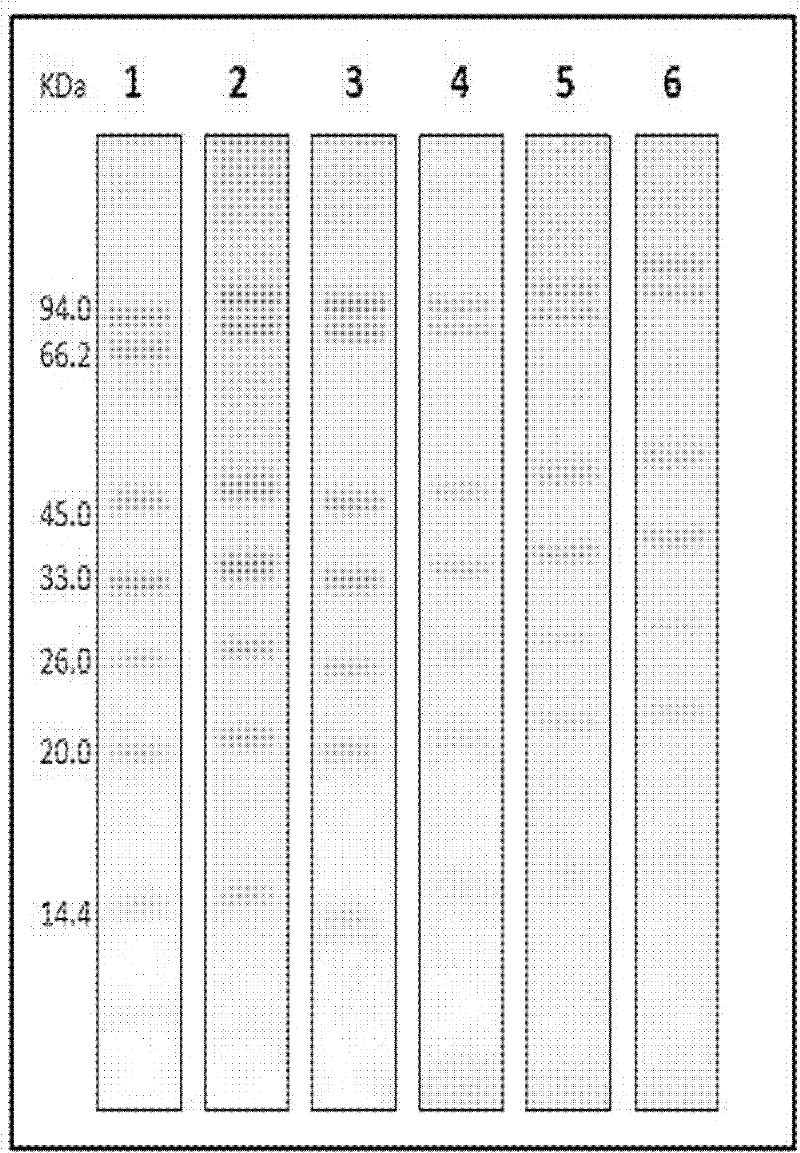 Ionic liquid- polyacrylamide gel, preparation method and purpose thereof