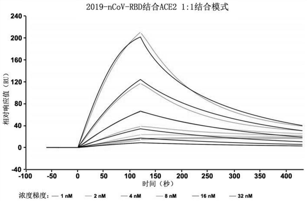 Protein for resisting SARS-CoV-2 infection and vaccine