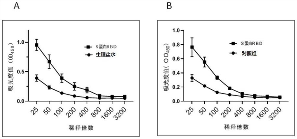 Protein for resisting SARS-CoV-2 infection and vaccine