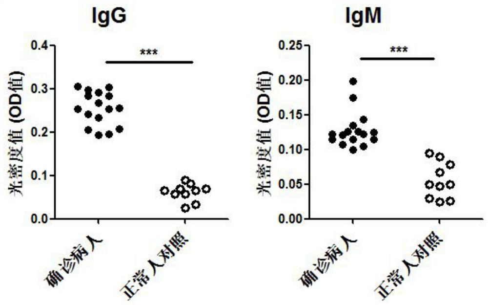 Protein for resisting SARS-CoV-2 infection and vaccine