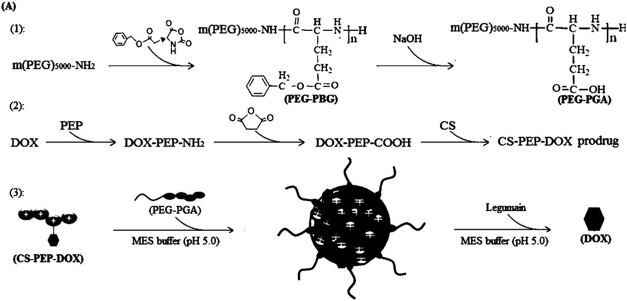 Method for preparing charge-driven self-assembled chitosan-based drug-loaded nanoparticles