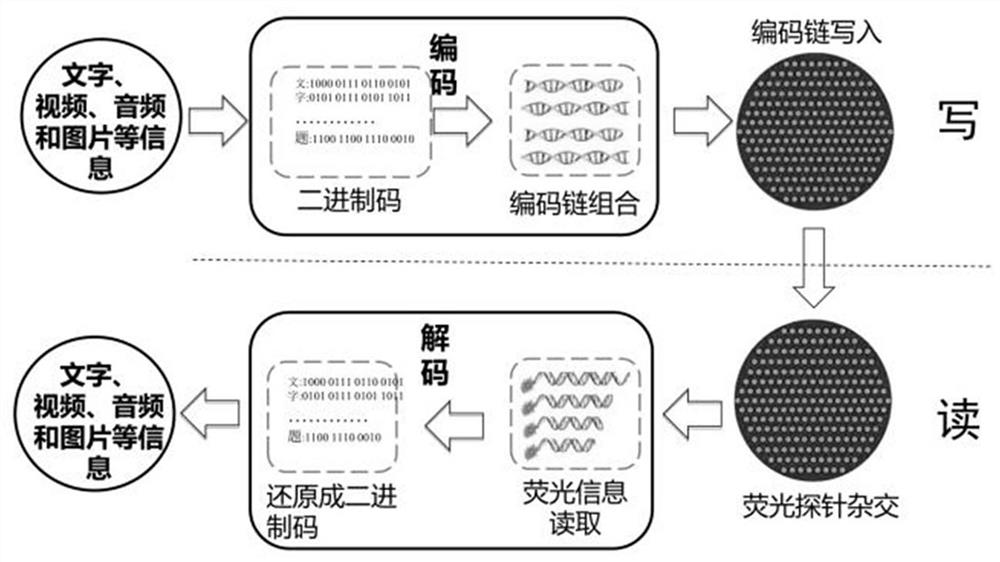 DNA hybridization information storage encryption method based on double-probe specific separation