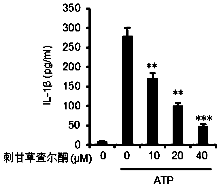 Application of echinatin serving as inhibitor