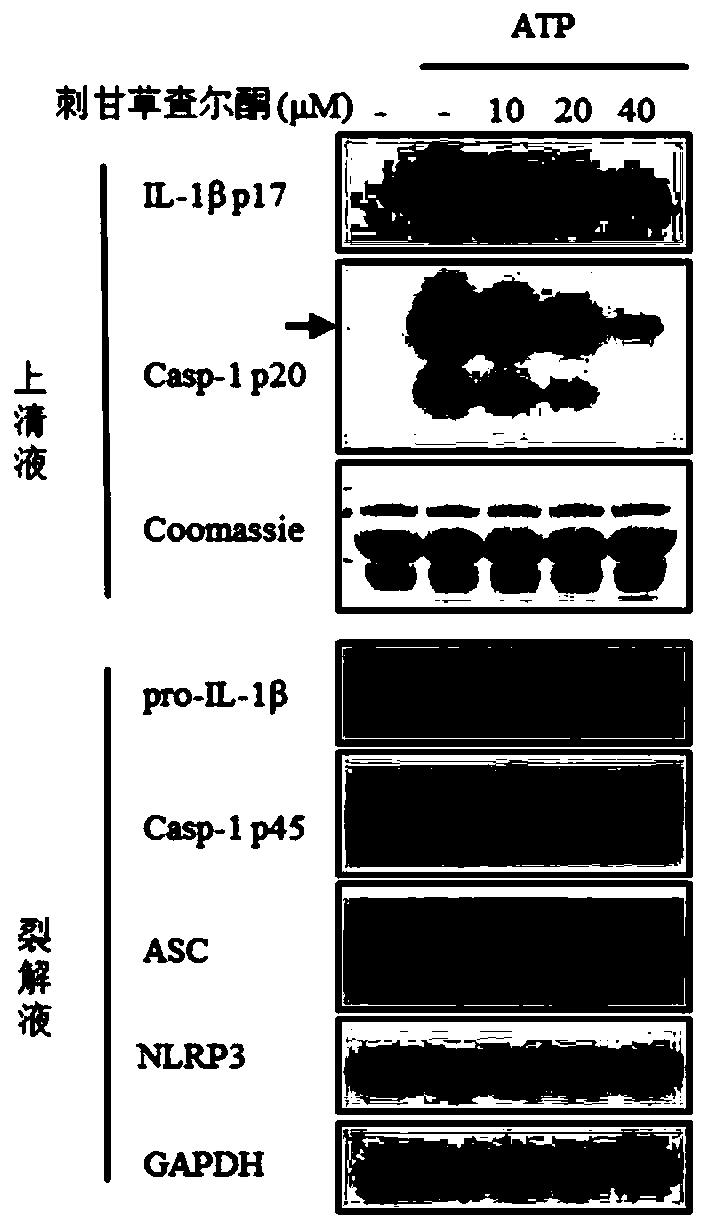 Application of echinatin serving as inhibitor