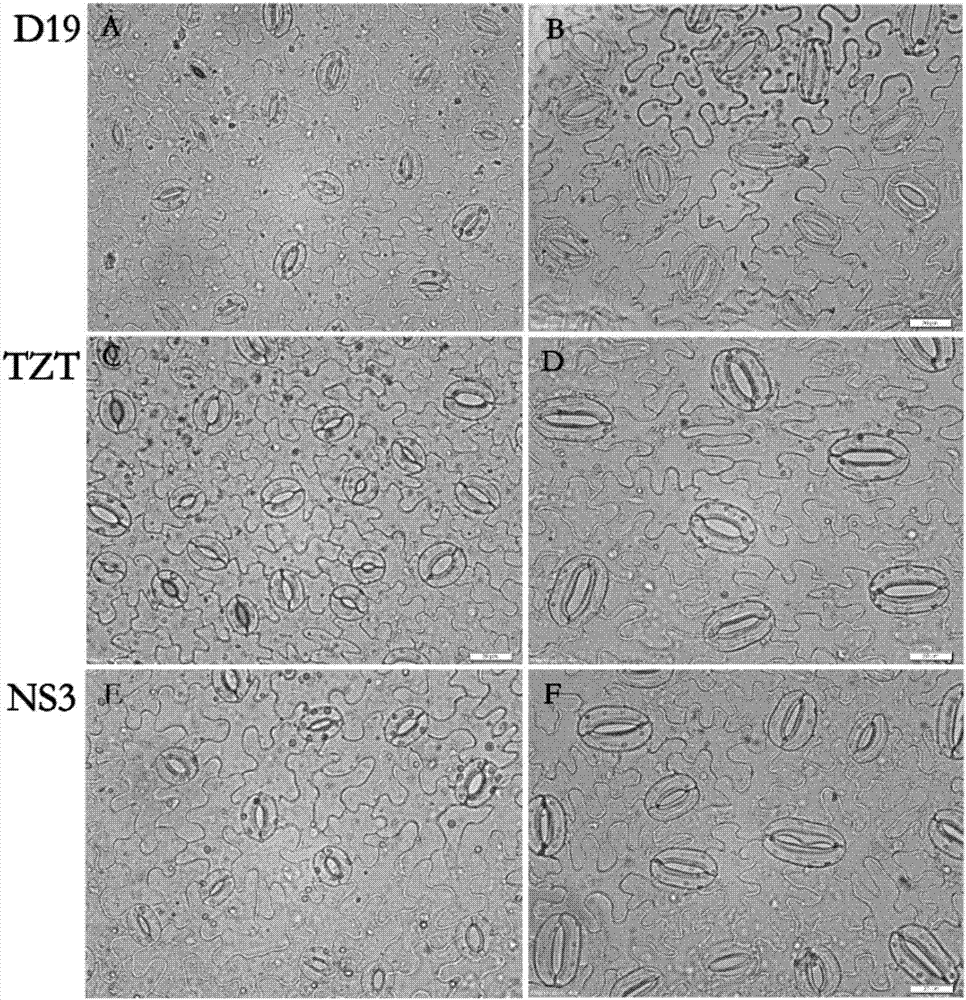 Cucumber breeding method based on induction of polyploid and polyploid plant identification method