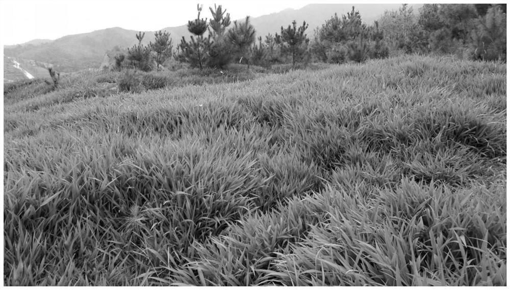 A method for repairing abandoned rare earth mines based on paspalum cultivation