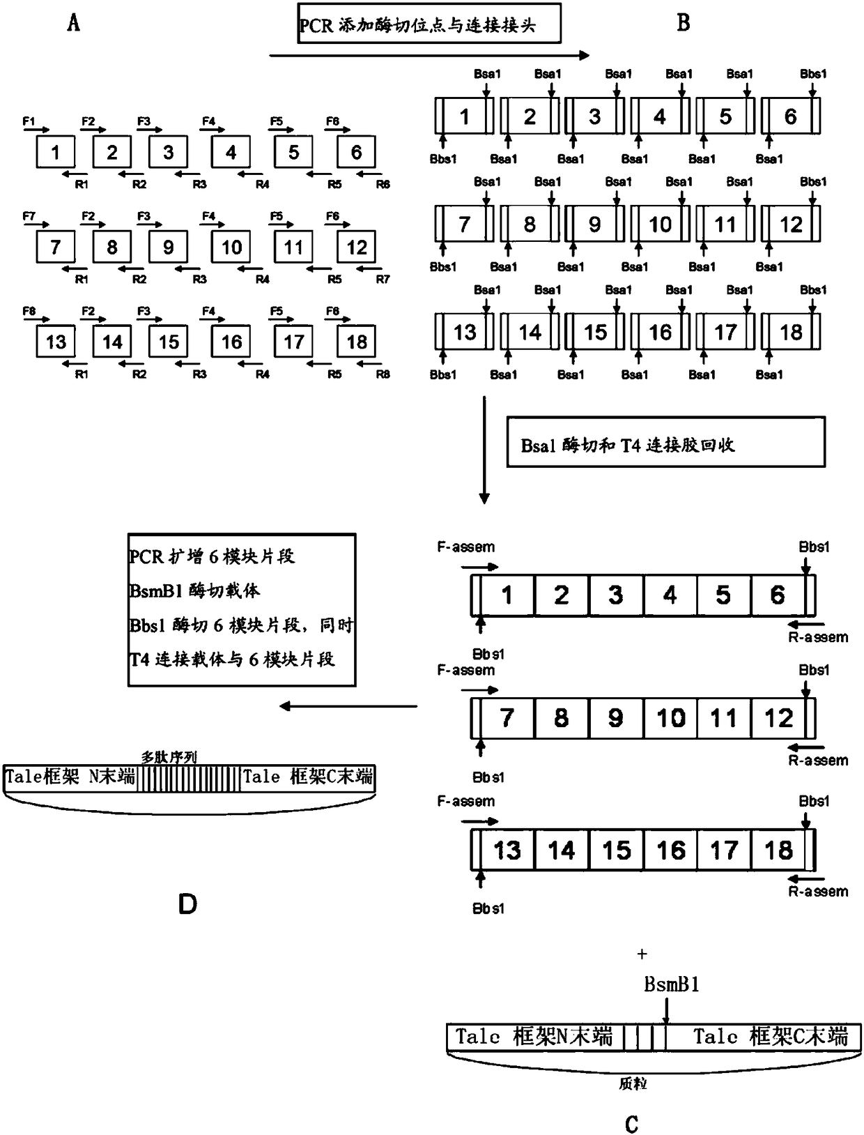 A pair of transcription activator-like effector nucleases and their encoding genes and applications