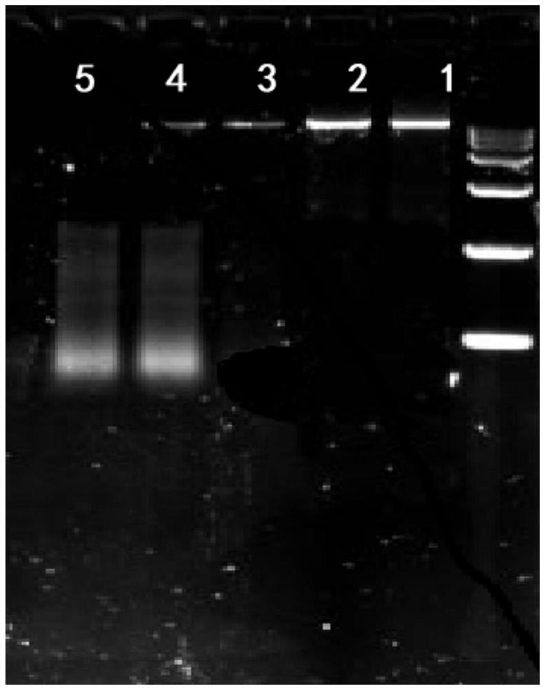 DsRNA in organism or tissue and method for extracting dsRNA