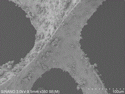 A kind of Corynebacterium beijing microbial adsorbent and preparation method thereof