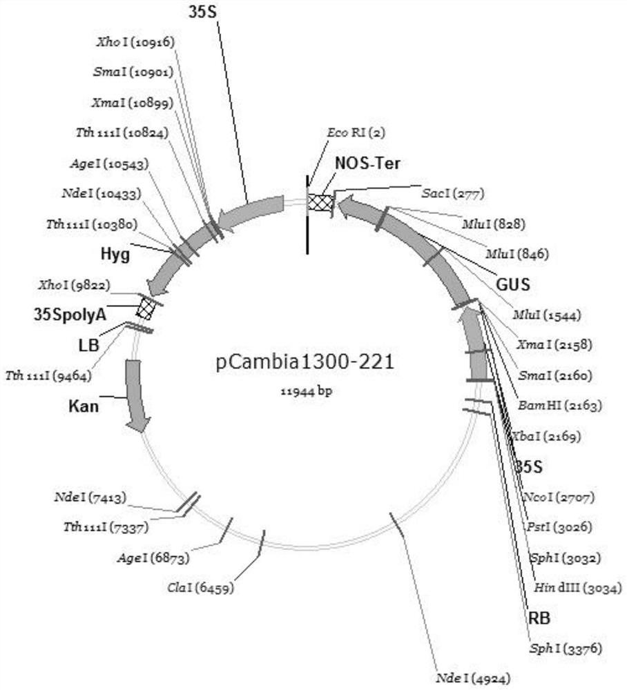 A rice stress-inducible promoter p  <sub>ossalt1</sub> and its application